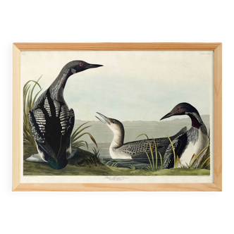 Poster about the Imbrin Diver, based on an old engraving from 1827.