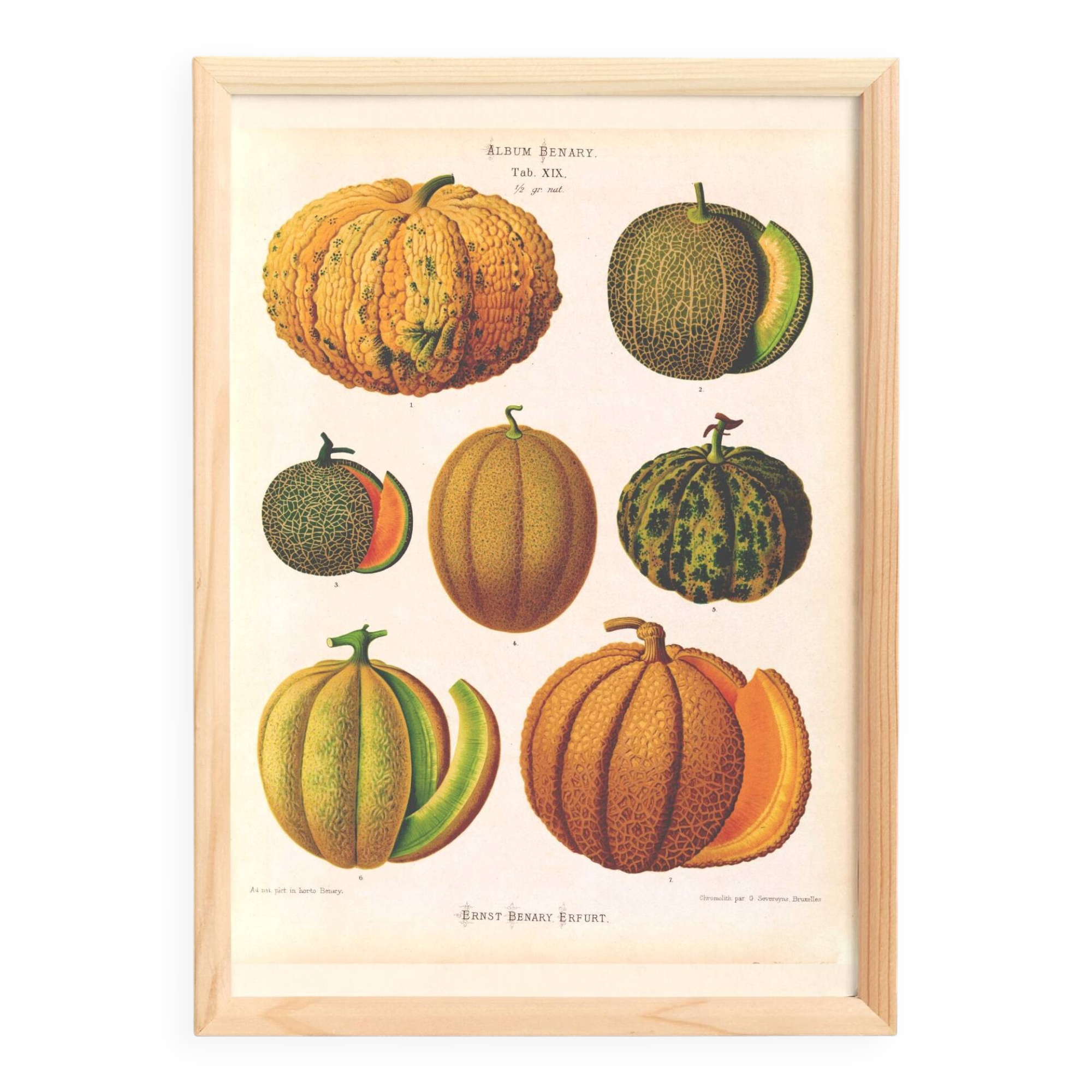 Poster about melons, based on an old engraving from 1886.