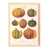 Poster about melons, based on an old engraving from 1886.
