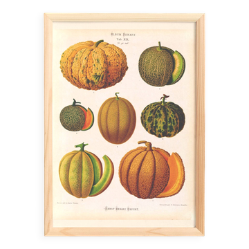 Affiche sur les melons, d’après une gravure ancienne de 1886.