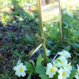 Golden brass mirror to be laid or hung 15x20, 5 cm