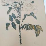 Golden golden botanical roses