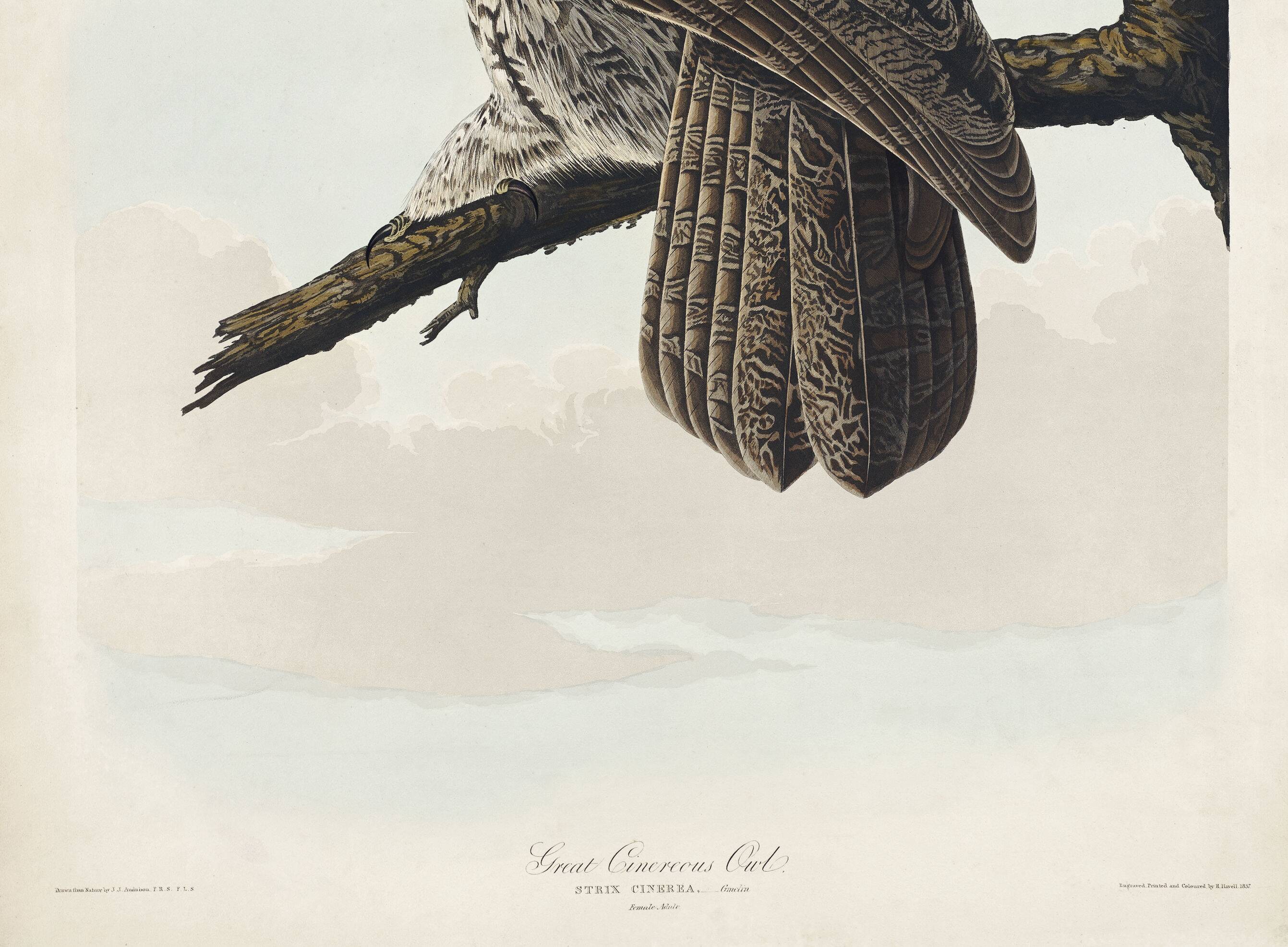 Poster about the Great Gray Owl, based on an old engraving from 1827.