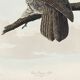 Poster about the Great Gray Owl, based on an old engraving from 1827.