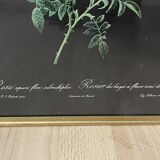 Lithographie Rose d’après Redouté
