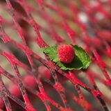 René Malaval garden furniture