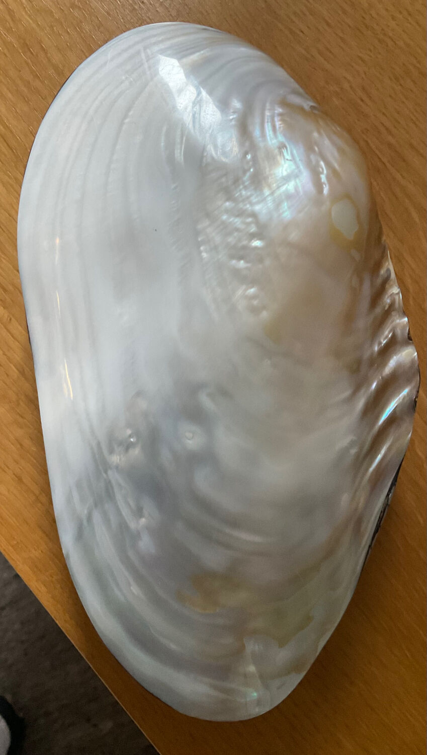 Empty pocket vintage shell mother-of-pearl 70s