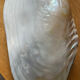 Empty pocket vintage shell mother-of-pearl 70s