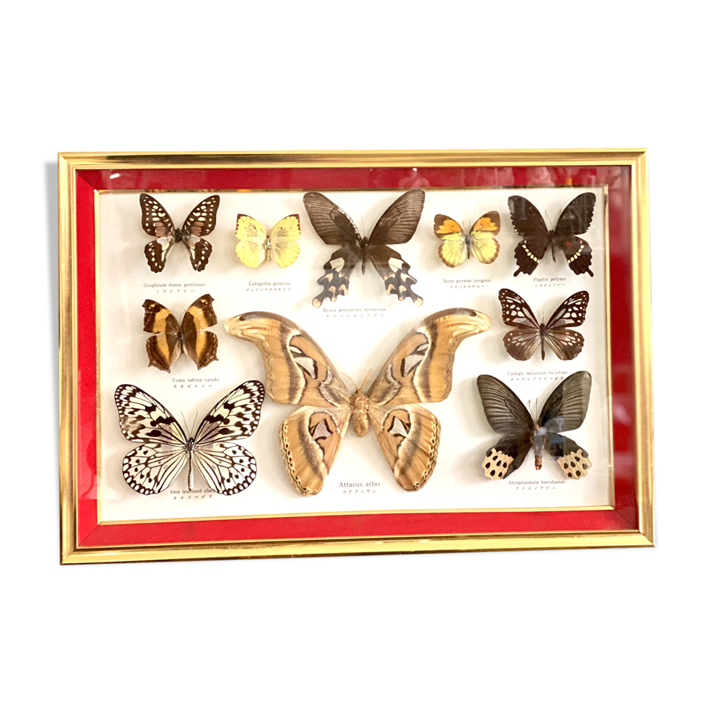 Naturalized butterfly frame