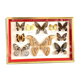 Naturalized butterfly frame