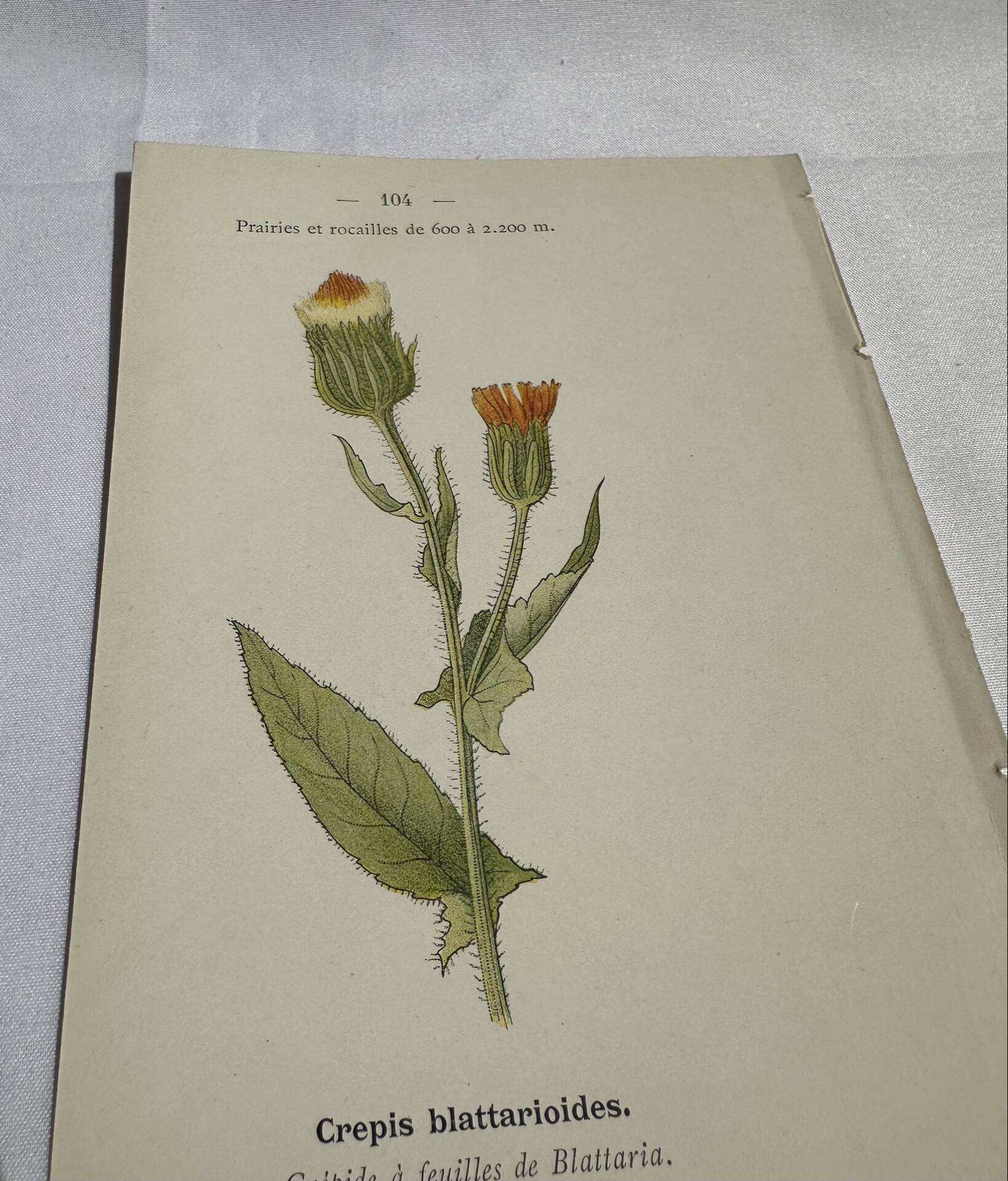 Old Botanical Engravings 19th Century – Naturalist Lithographs Flowers &