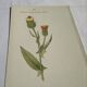 Old Botanical Engravings 19th Century – Naturalist Lithographs Flowers &