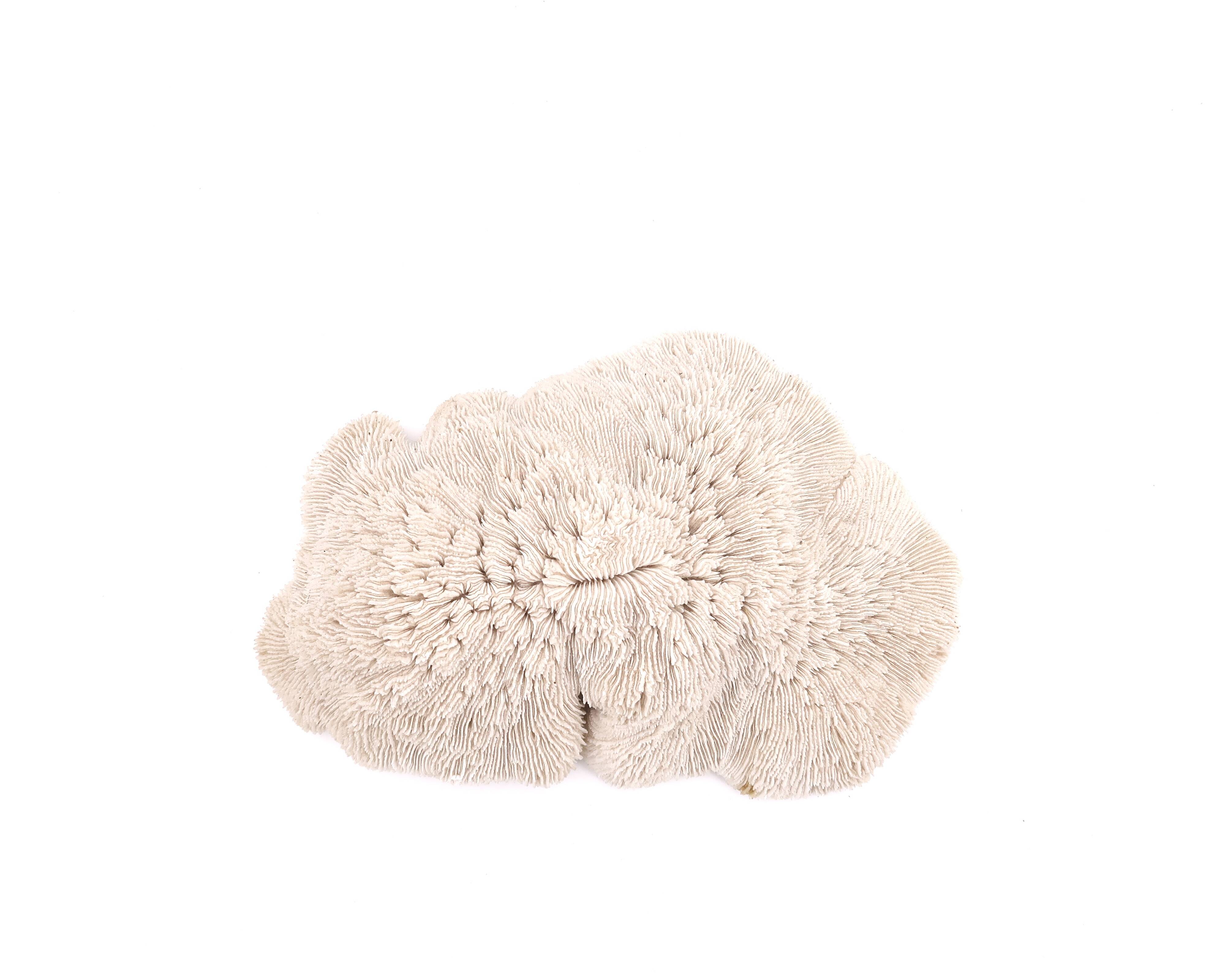white coral empty pocket shape, cabinet of curiosities, 70s