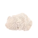 white coral empty pocket shape, cabinet of curiosities, 70s
