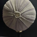 Cabinet of Curiosities sea urchin sphaerechinus granularis on base