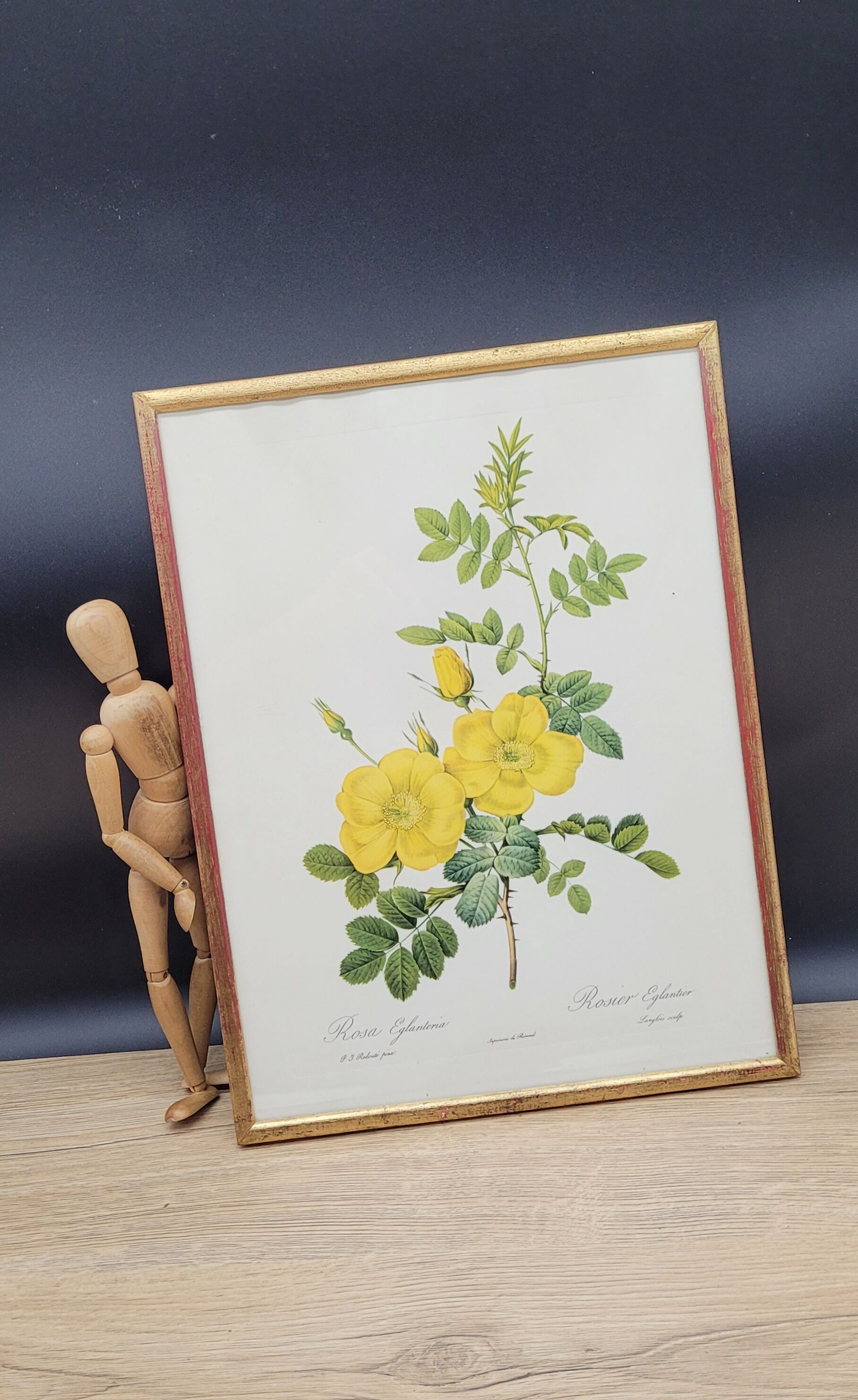 Lithograph Rosehip Rose