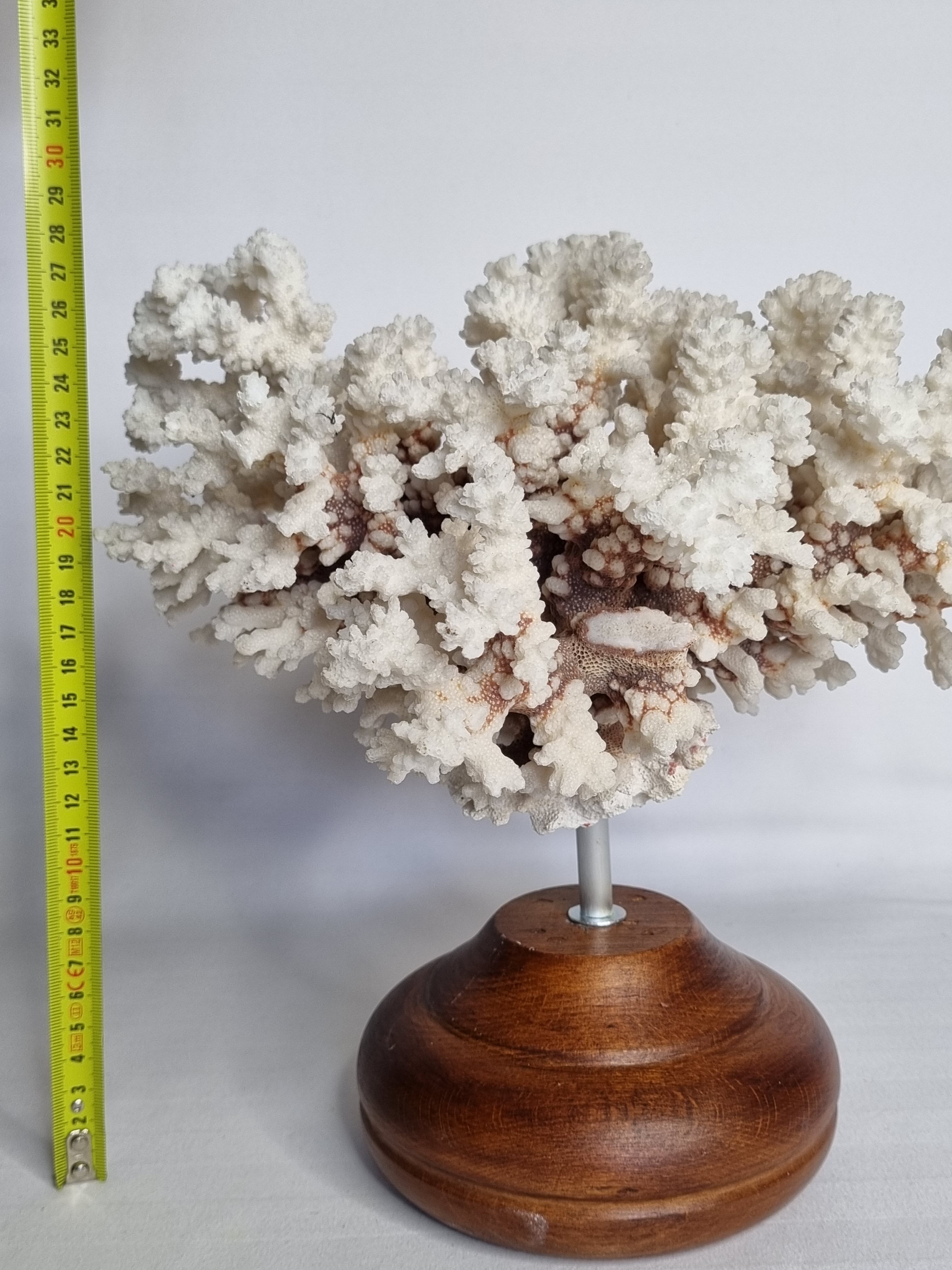 Old white coral in branches on base, 32 cm
