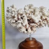 Old white coral in branches on base, 32 cm