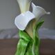 Lily slip vase