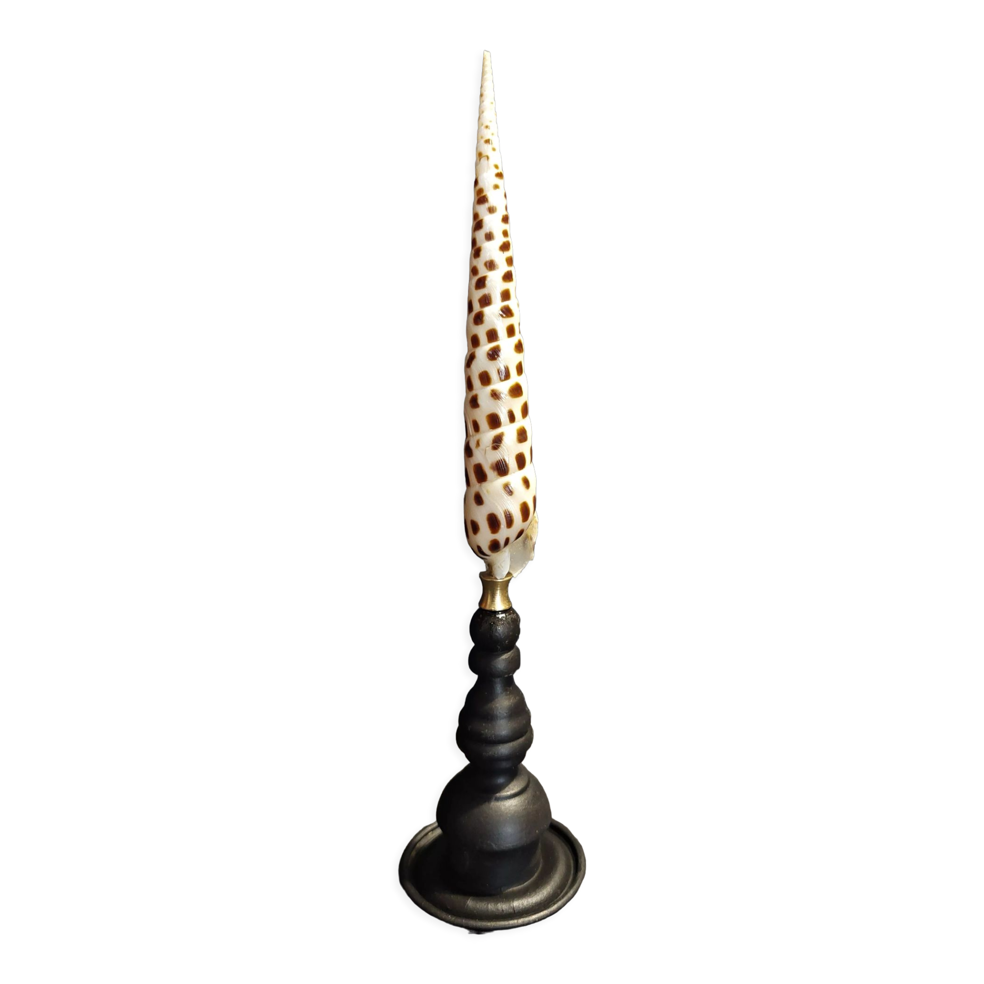 Cabinet of Curiosities shell terebra subulata on base