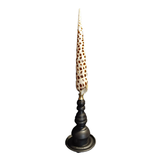 Cabinet of Curiosities shell terebra subulata on base