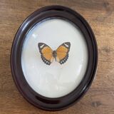 Butterfly frame naturalized curved glass