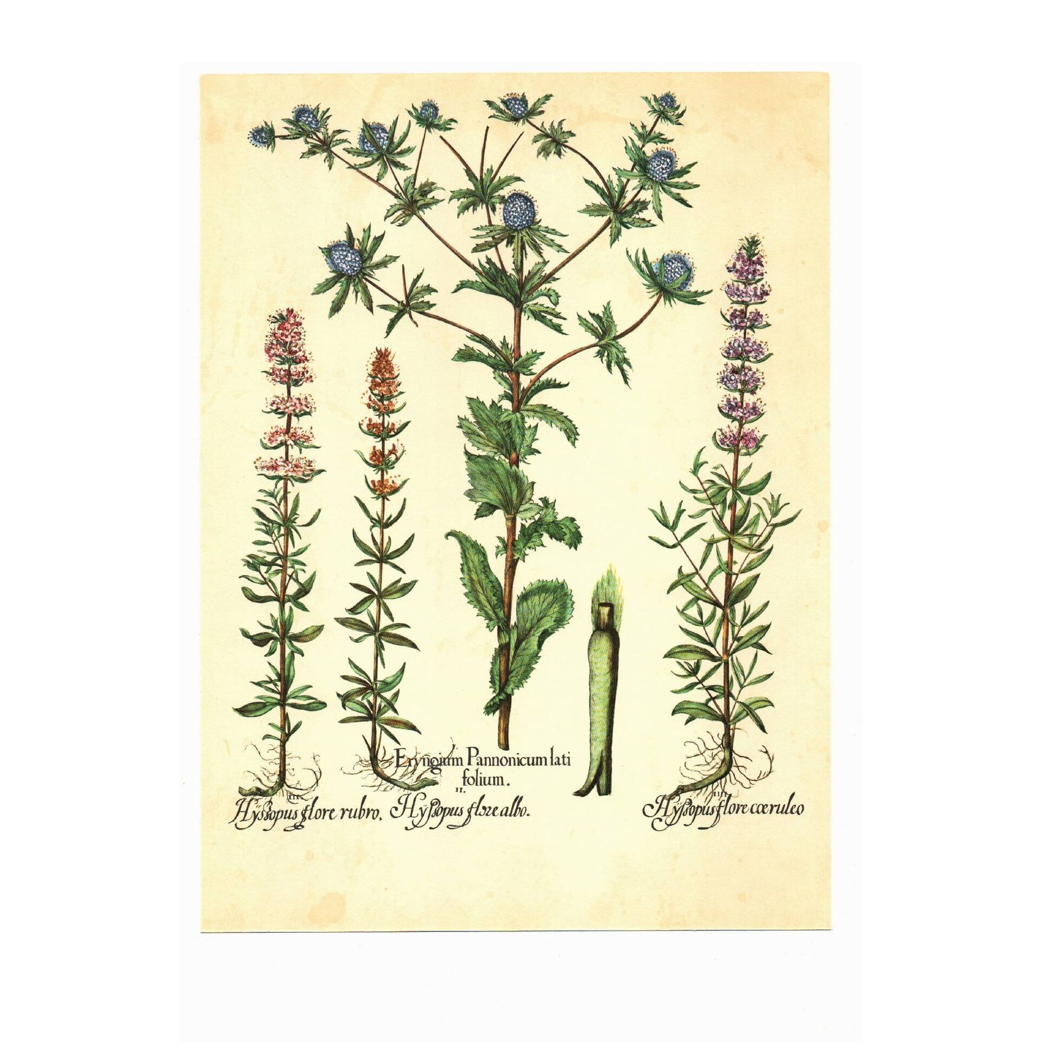 Vintage botanical plate Eryngium and Hyssop - Vintage herbarium illustration