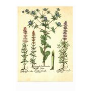Vintage botanical plate Eryngium and Hyssop - Vintage herbarium illustration