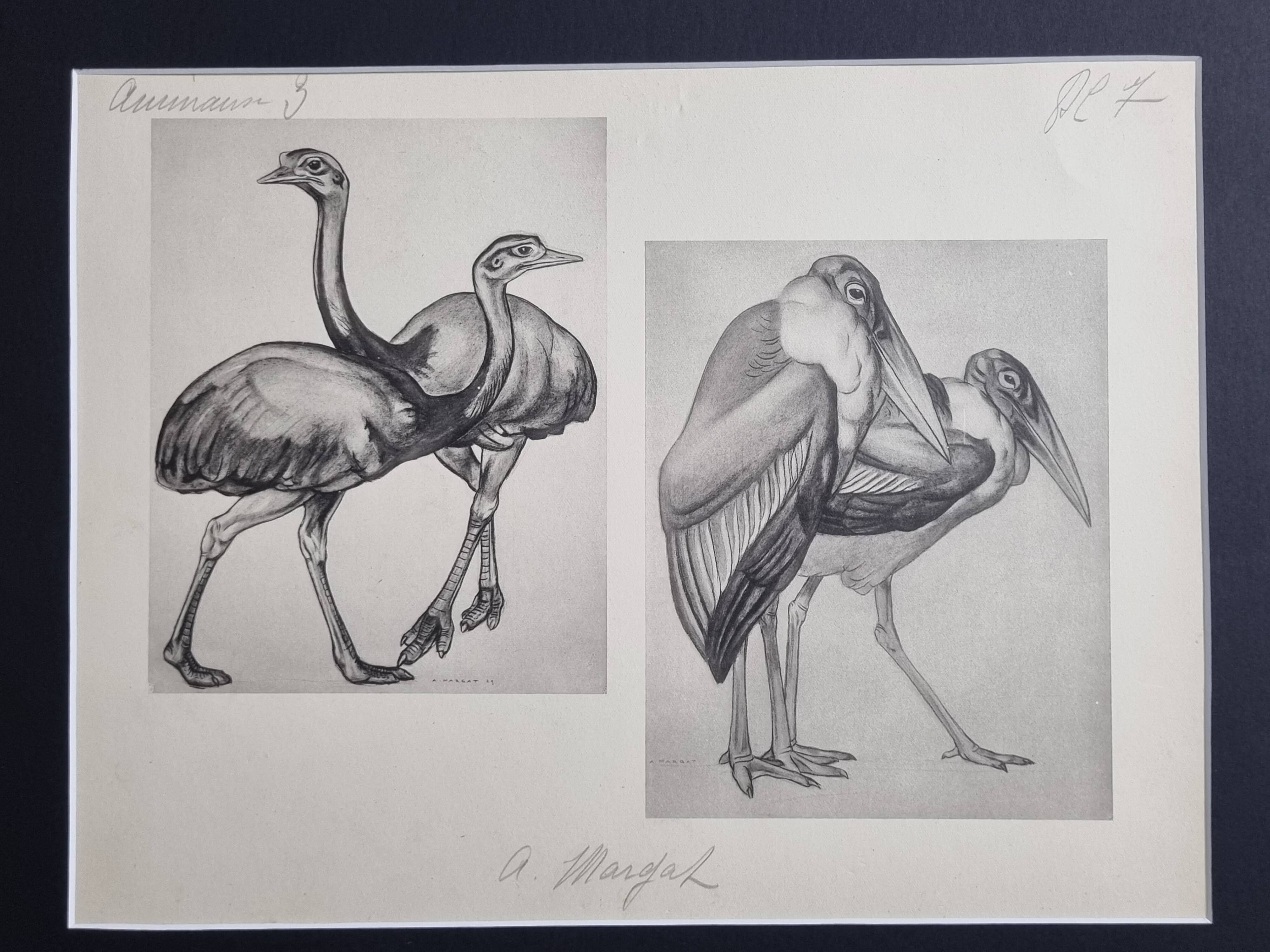 Illustrated plate, studies of ostriches and marabouts, Signed A. Margat, 1930
