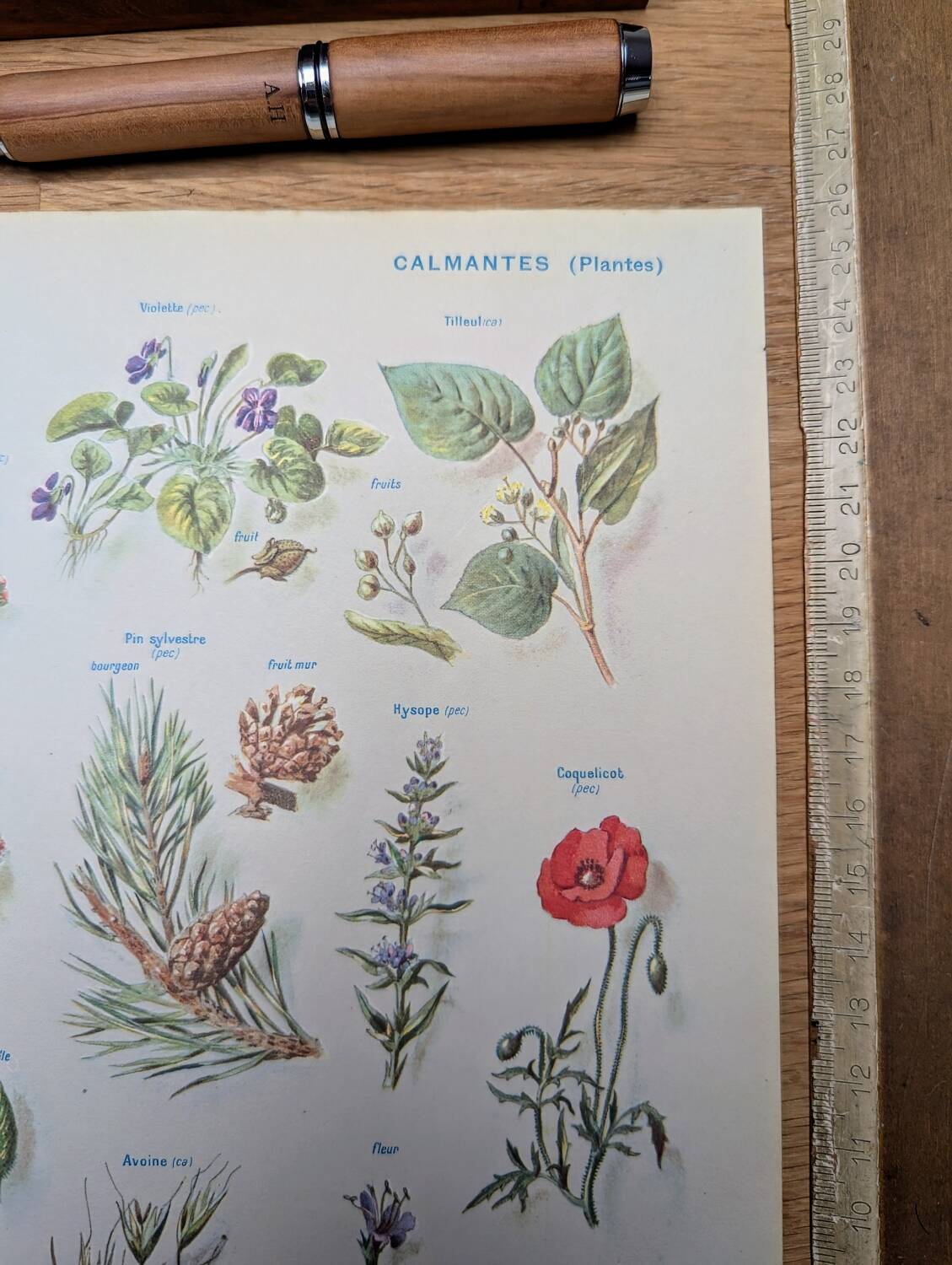 Printed in 1954, calming plants.
