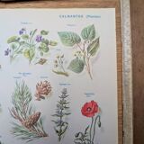 Printed in 1954, calming plants.