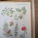 Printed in 1954, calming plants.