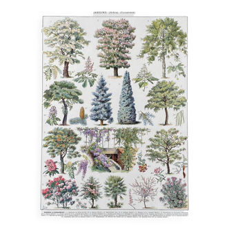 Illustration Millot "jardins arbres d'ornement"