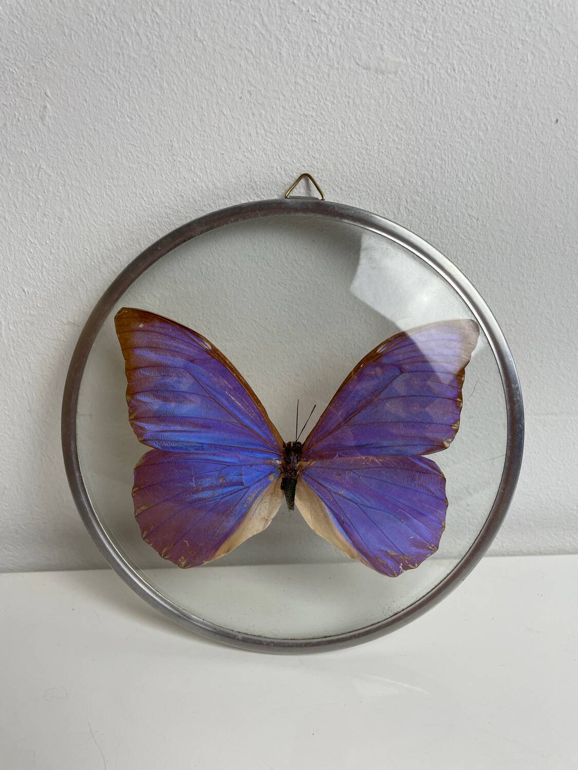Natiralized morpho butterfly frame under curved glass