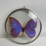 Natiralized morpho butterfly frame under curved glass