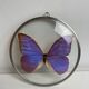 Natiralized morpho butterfly frame under curved glass