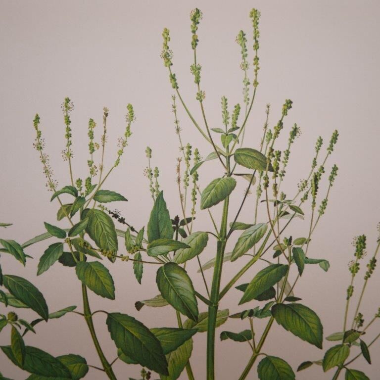 Planche botanique mercuriale annuelle
