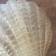Pair of shell wall lights in frosted glass in Art Deco style.