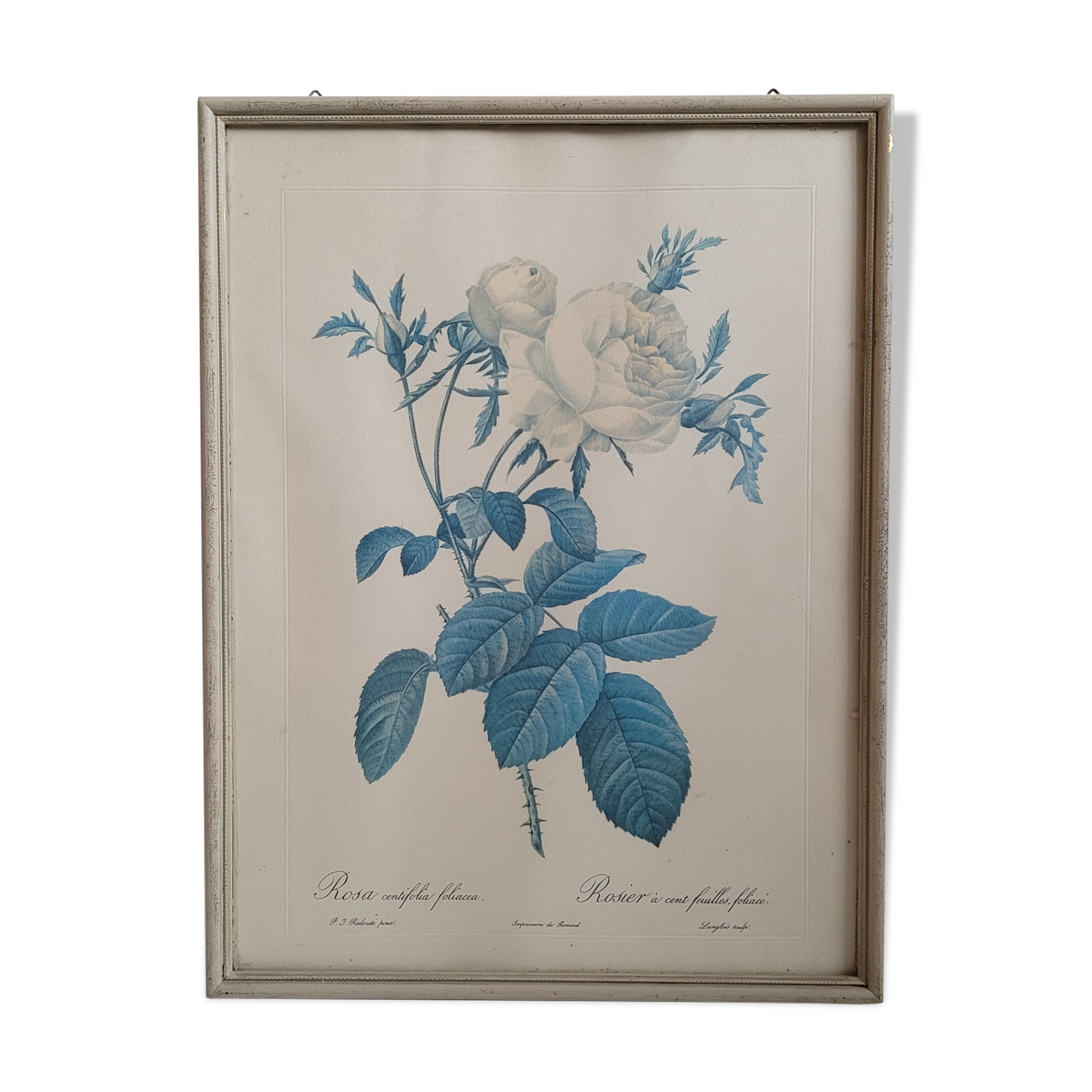 Frame illustration rose one hundred leaves foliaceous