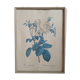 Frame illustration rose one hundred leaves foliaceous
