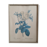 Frame illustration rose one hundred leaves foliaceous