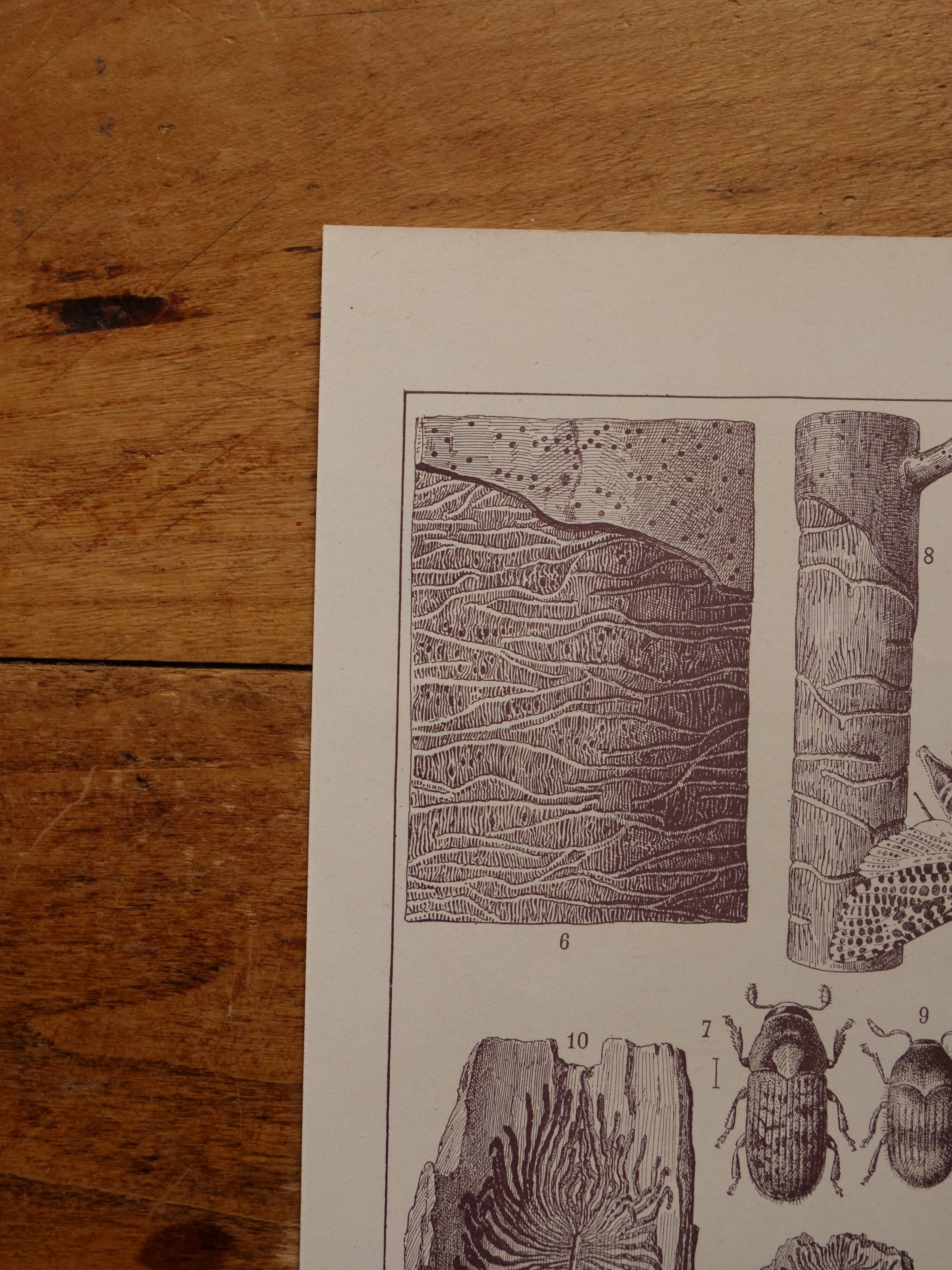 Original lithographs on trees