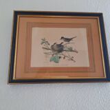 Paire de gravures anciennes encadrées représentant des oiseaux