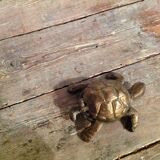 Brass turtle ashtray