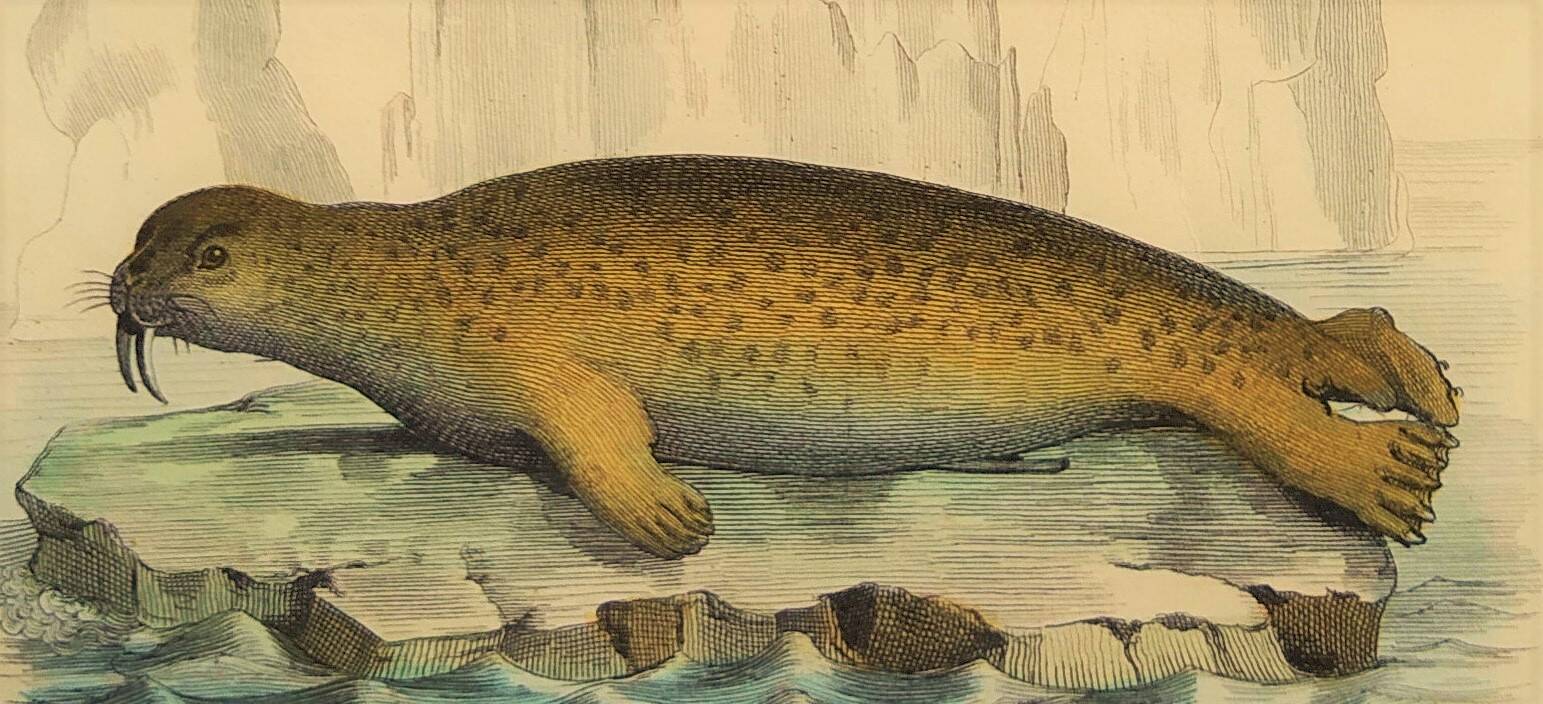 Planche zoologique originale " Phoque & Morse " Buffon 1840
