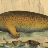 Original zoological plate "Seal & Walrus" Buffon 1840