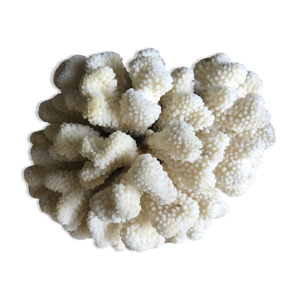 Corail cluster