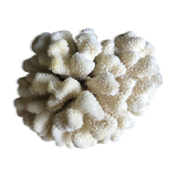 Coral cluster