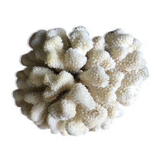 Corail cluster