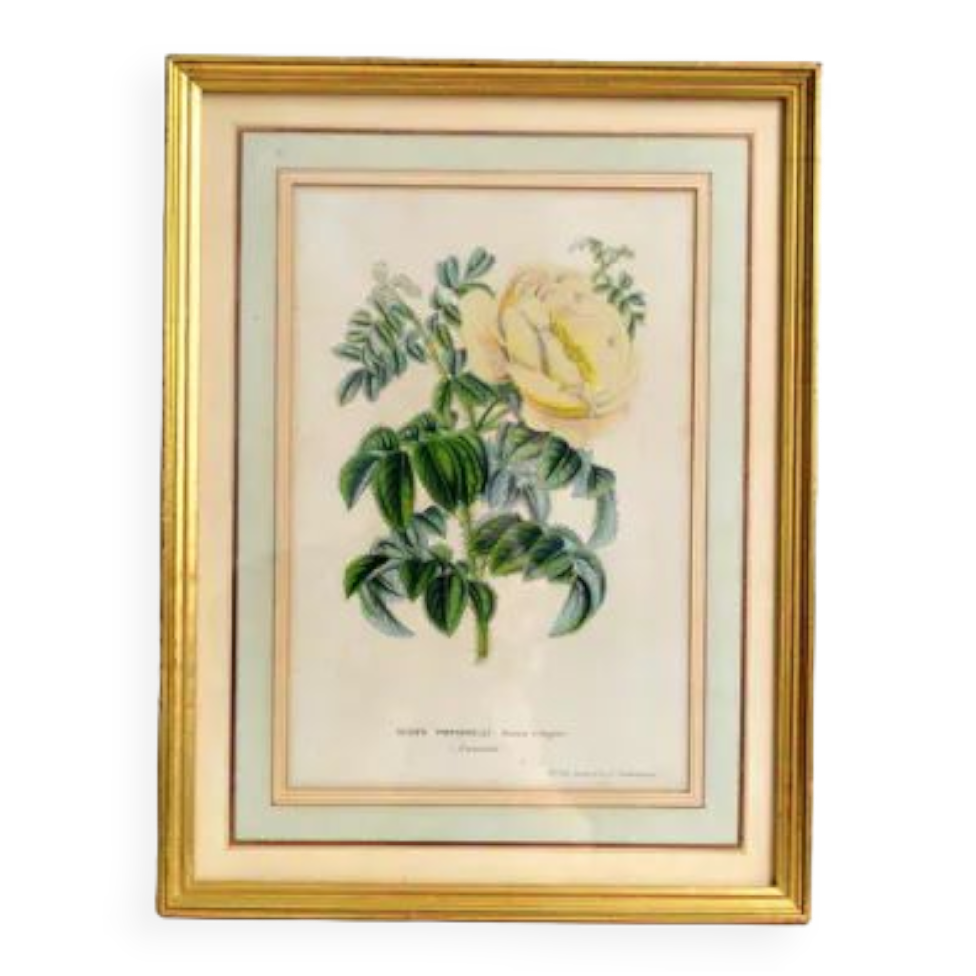 Botanical setting Rosier Pimprenelle